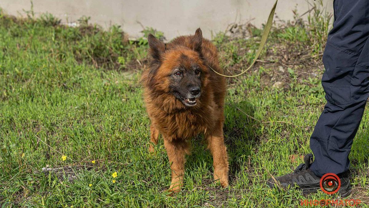 У Дніпрі помер пес Крим, який пережив ракетний удар
