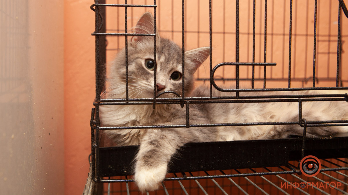 Інфекції, сепсис та рана з зеленим гноєм: у Дніпрі рятують життя котика