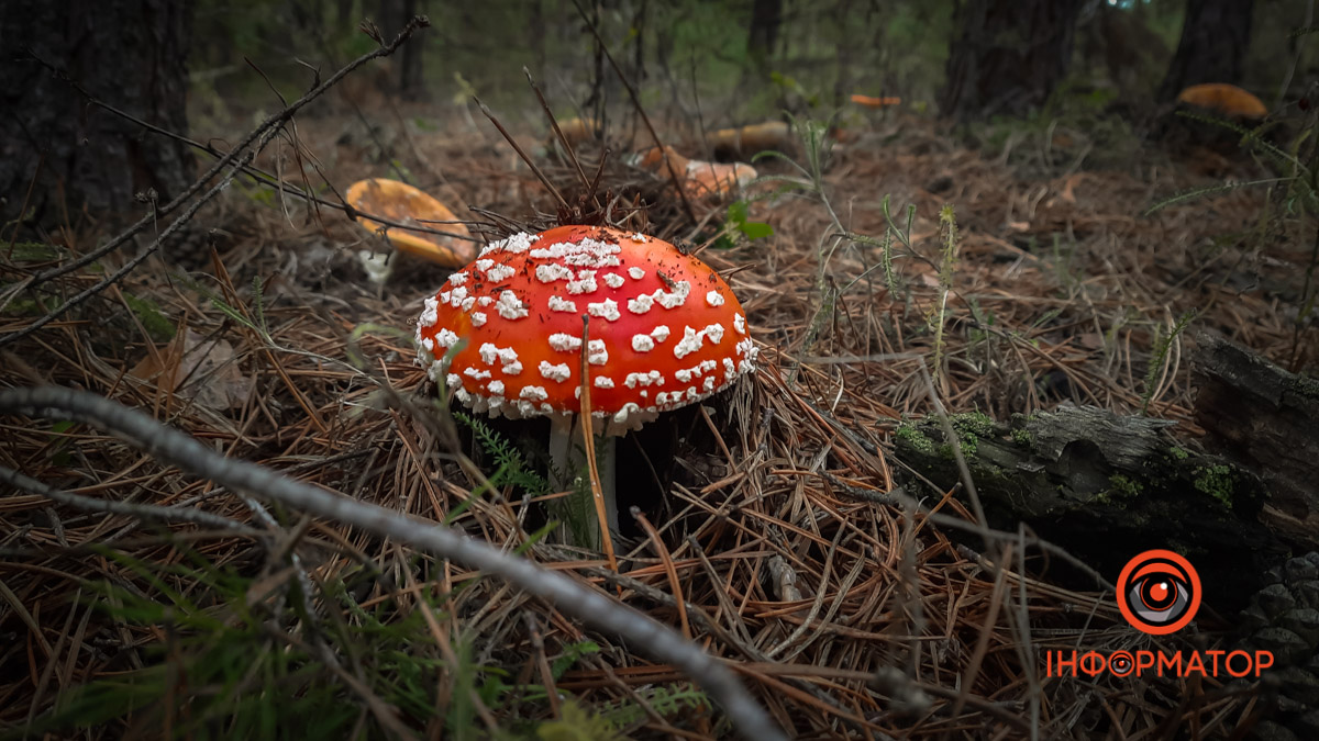 У Дніпропетровській області відкрили сезон збирання грибів: як уберегтися від отруєння
