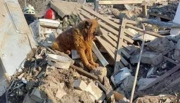 Помер пес Крим, який вижив під час ракетного удару по Дніпру