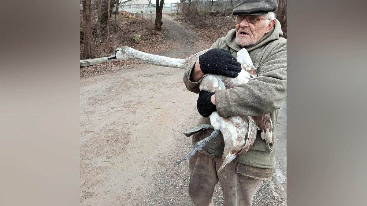 Потрапив у крижаний полон: у Дніпропетровській області 69-річний дідусь врятував лебедя