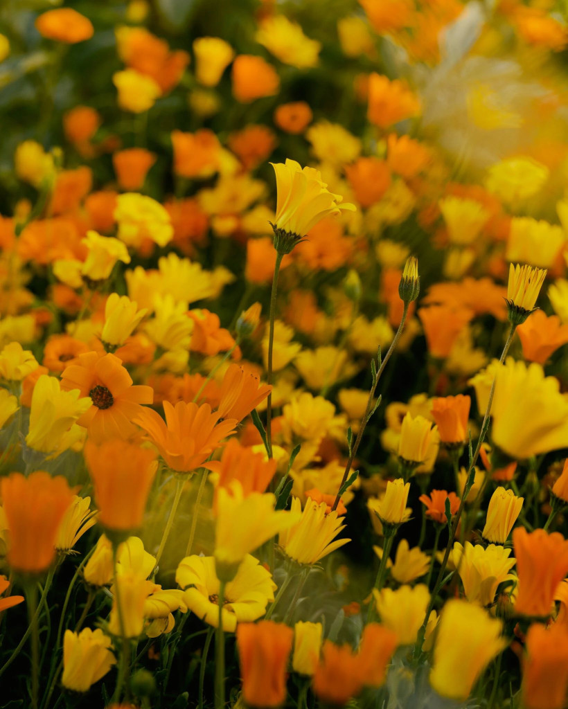 Каліфорнія вкрилась пишним цвітом квітів після зимових злив - фото 4
