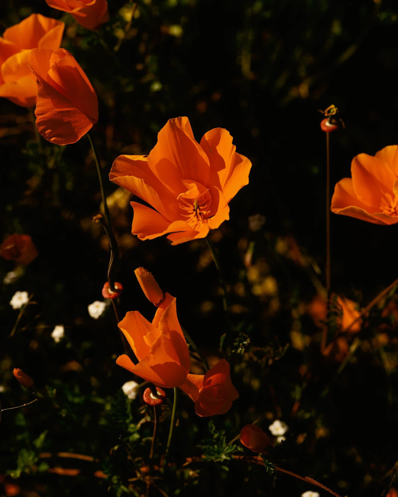 Каліфорнія вкрилась пишним цвітом квітів після зимових злив - фото 3