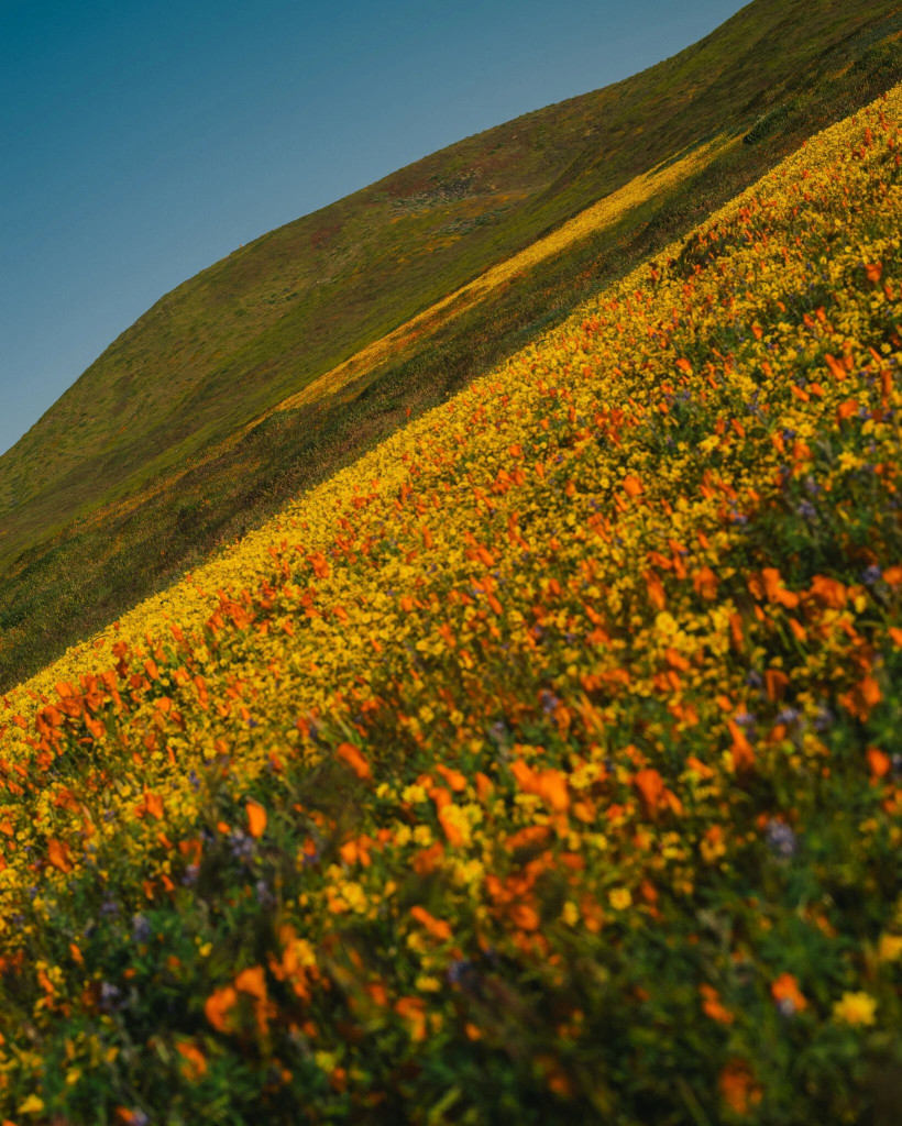 Каліфорнія вкрилась пишним цвітом квітів після зимових злив - фото 13
