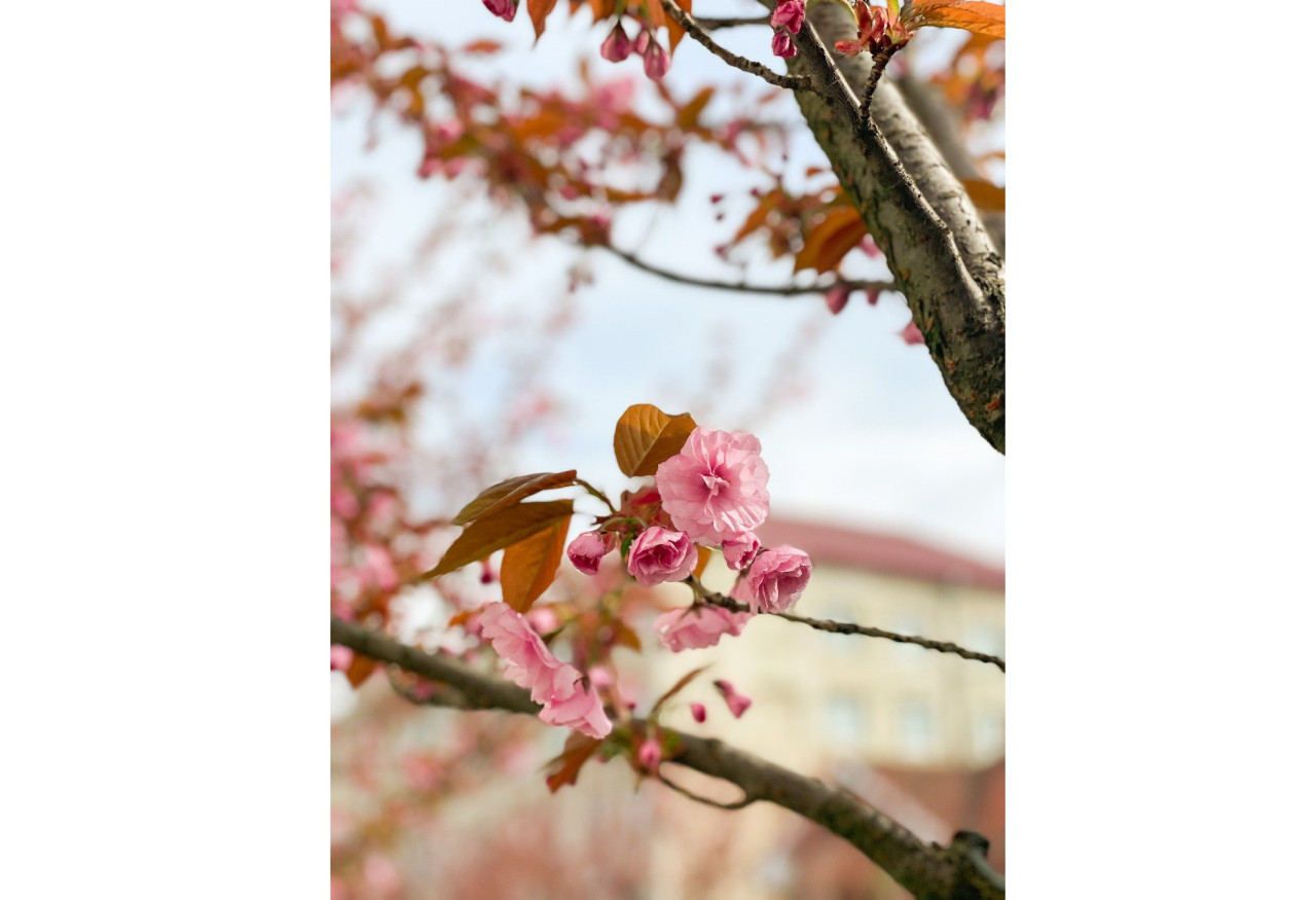 Мукачево у сакуровому цвіті: показали захоплюючі кадри - фото 3