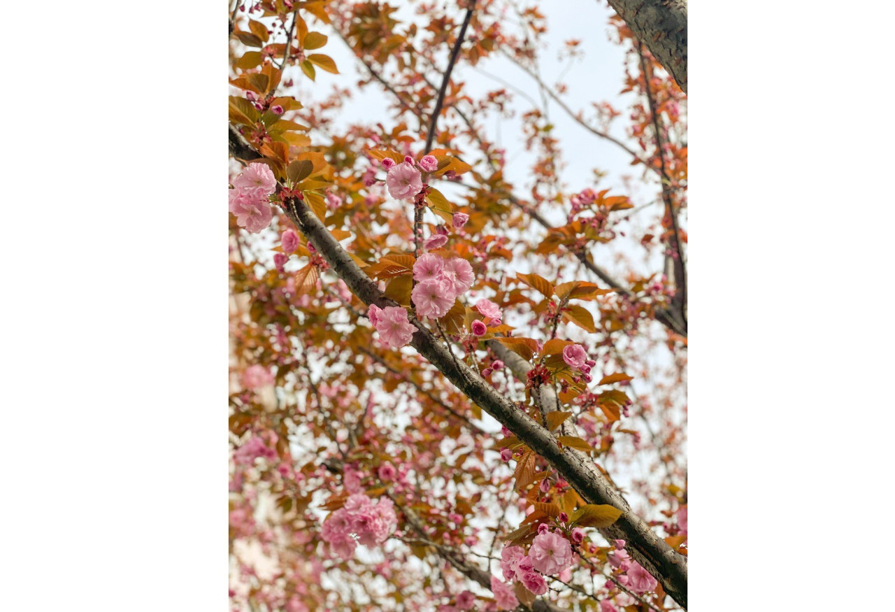 Мукачево у сакуровому цвіті: показали захоплюючі кадри - фото 4