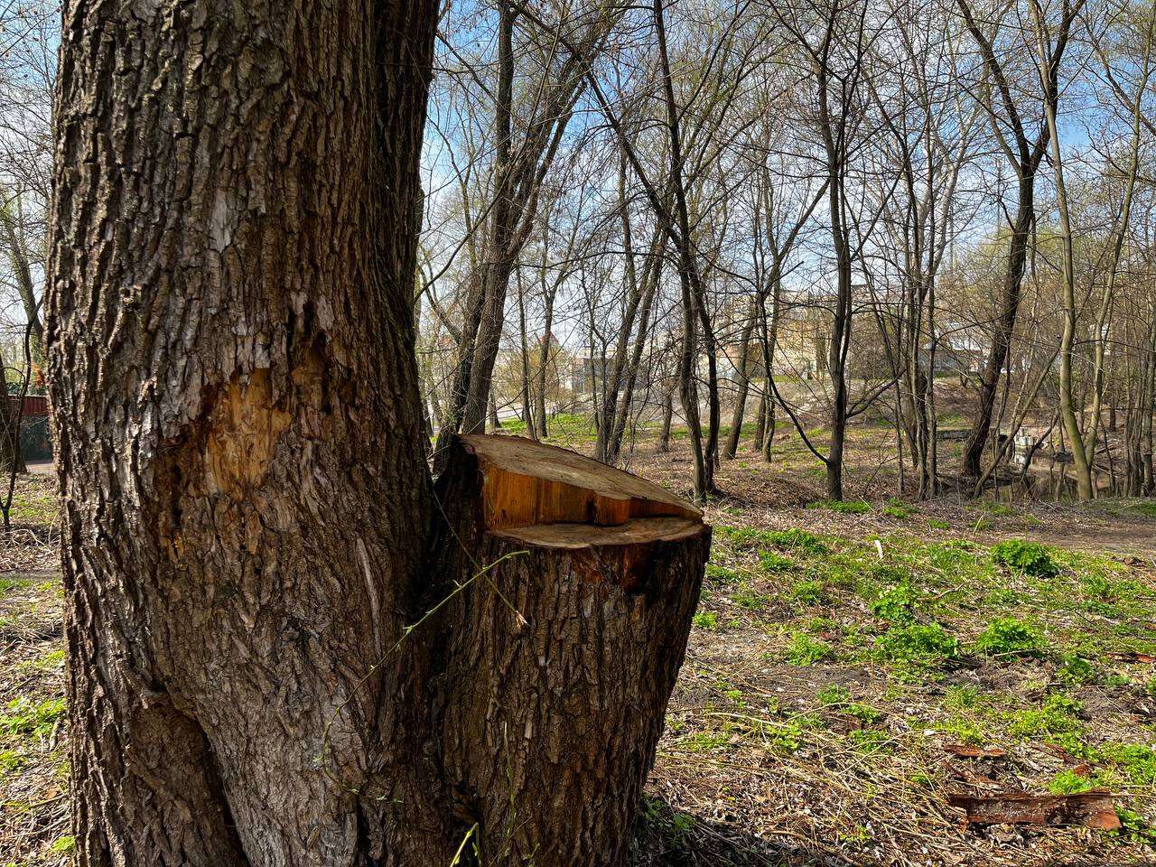Срубали деревья в Киеве
