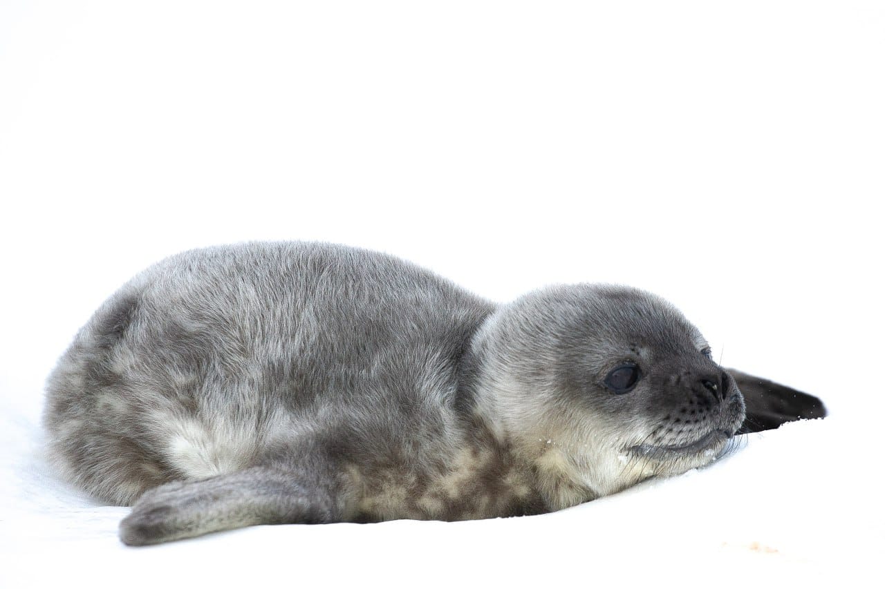 Біля станції "Академік Вернадський" народилось вже 5 малят тюленів: полярники показали милі фото - фото 3
