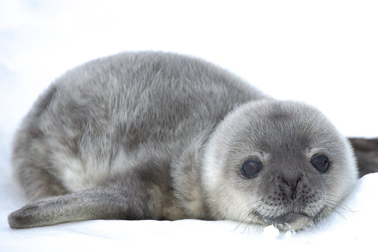 Біля станції "Академік Вернадський" народилось вже 5 малят тюленів: полярники показали милі фото - фото 2
