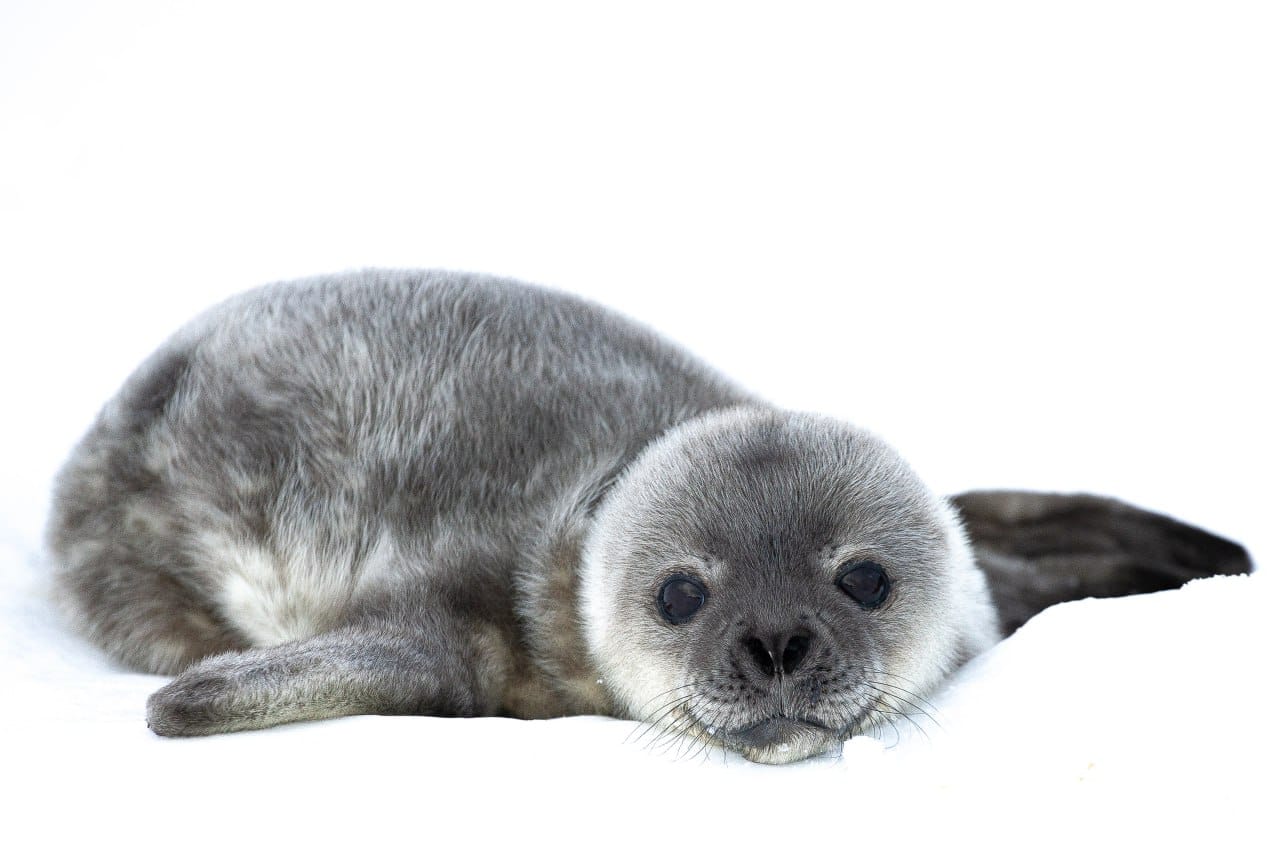 Біля станції "Академік Вернадський" народилось вже 5 малят тюленів: полярники показали милі фото - фото 5