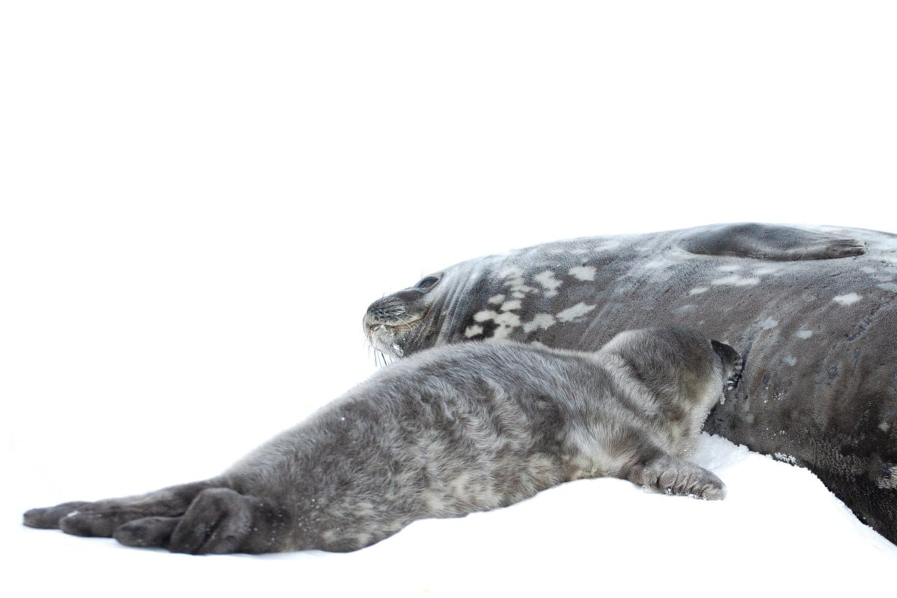 Біля станції "Академік Вернадський" народилось вже 5 малят тюленів: полярники показали милі фото - фото 1