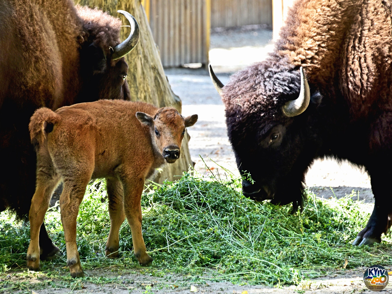 Осіннє диво: у Київському зоопарку народилися дитинчата бізона - фото 1