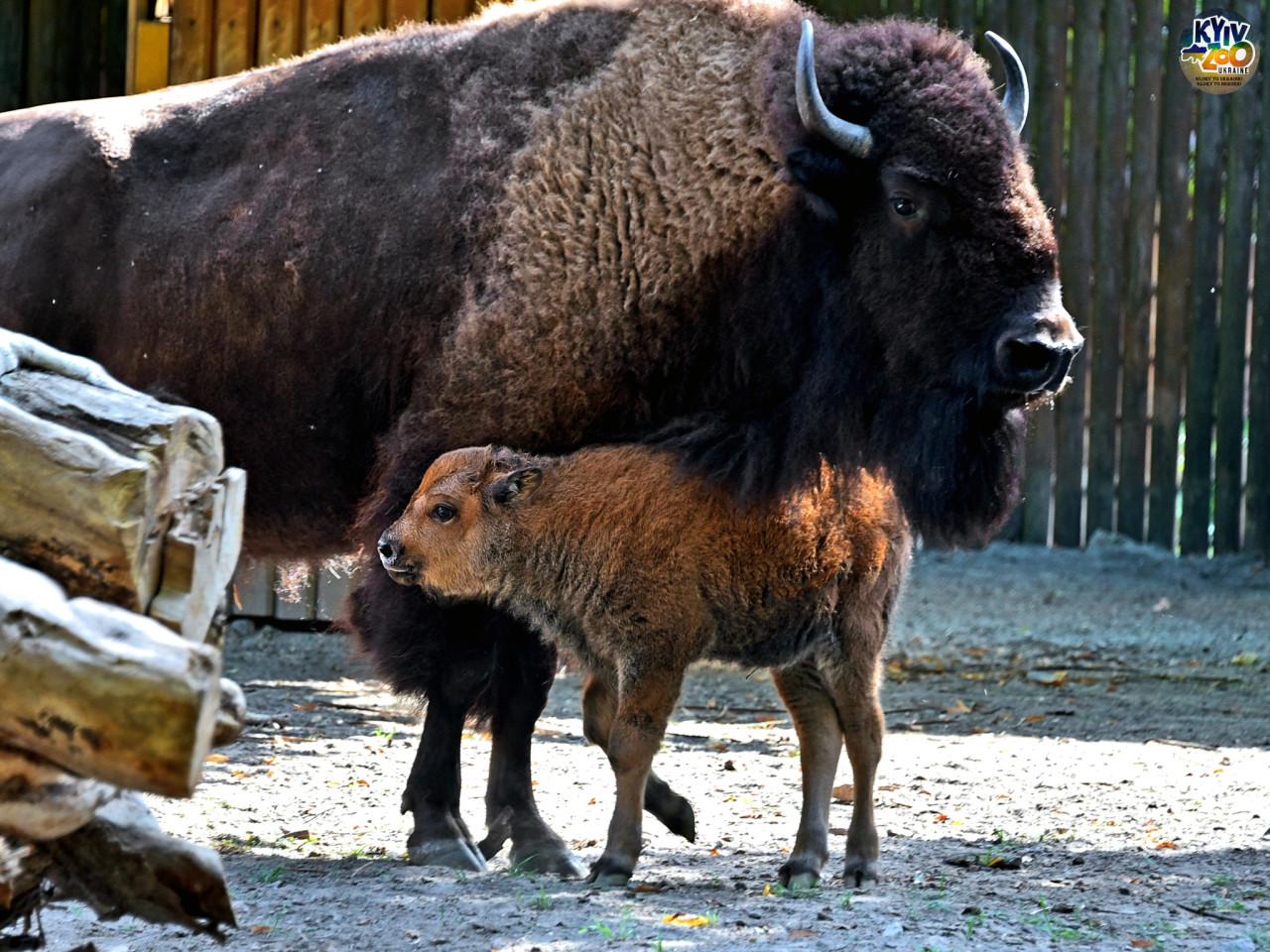 Осіннє диво: у Київському зоопарку народилися дитинчата бізона - фото 4