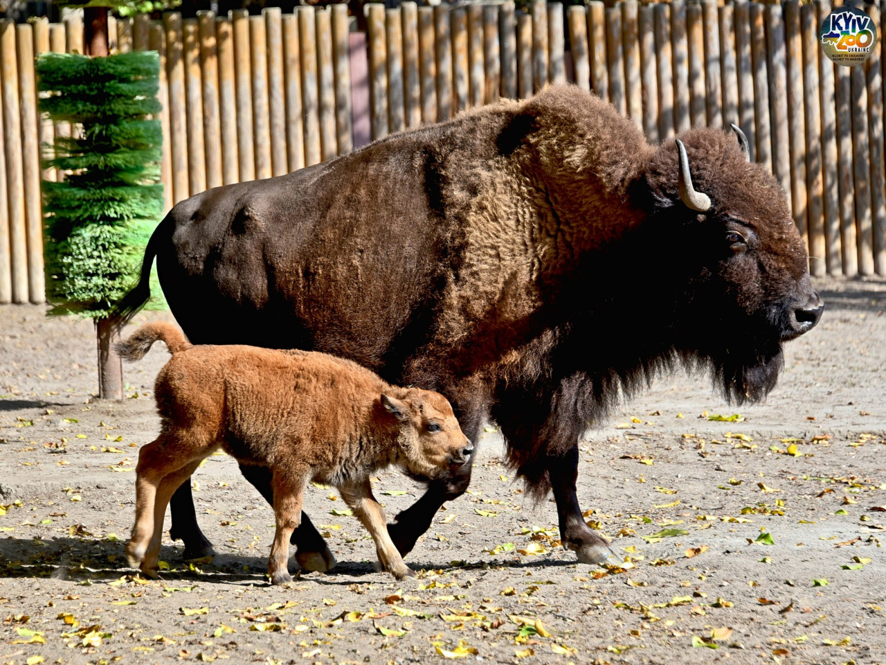 Осіннє диво: у Київському зоопарку народилися дитинчата бізона - фото 3
