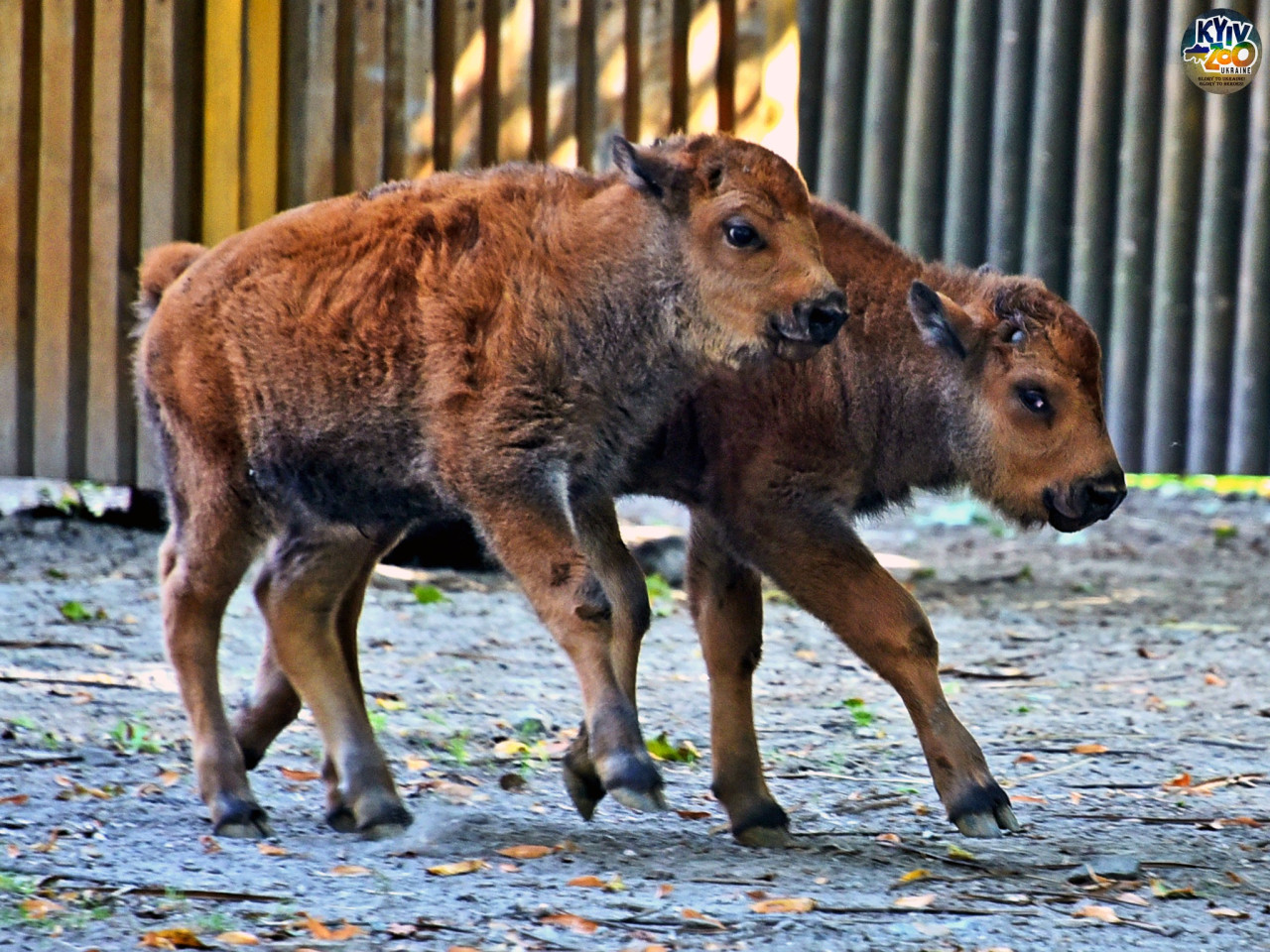 Осіннє диво: у Київському зоопарку народилися дитинчата бізона - фото 8