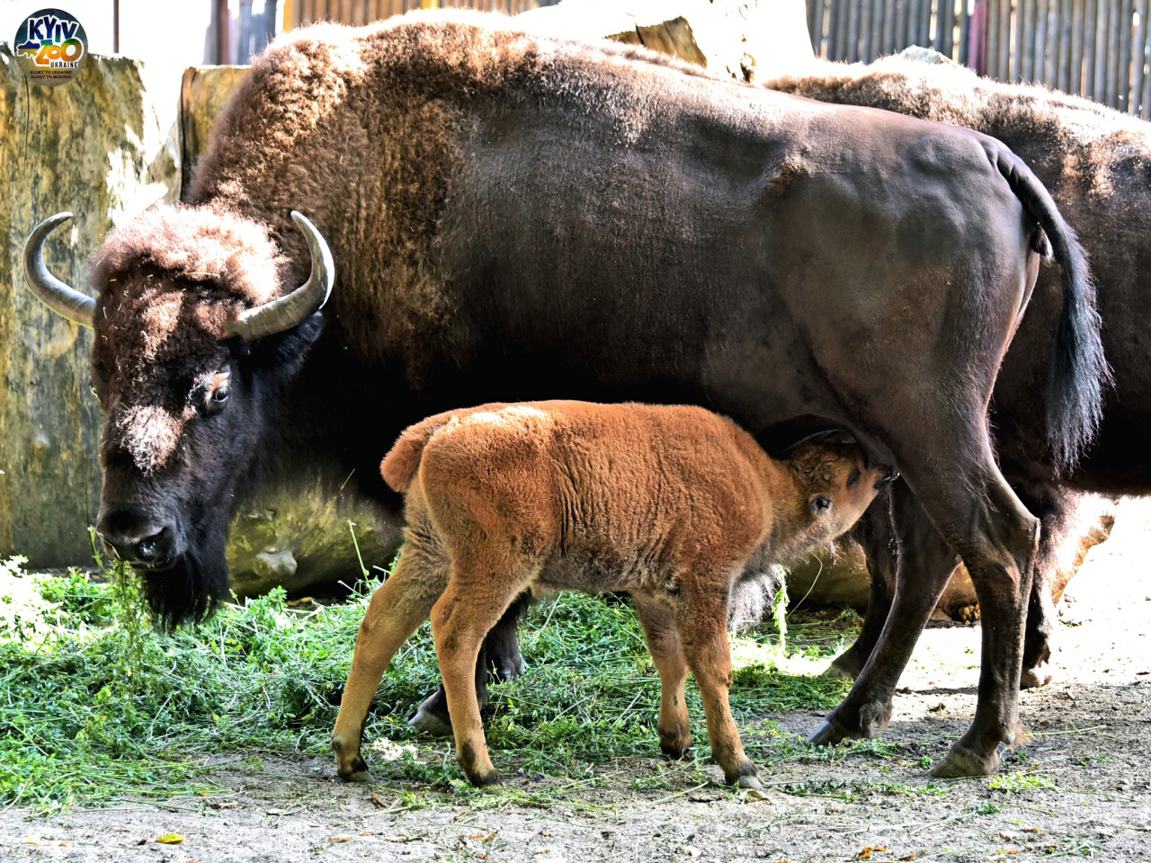 Осіннє диво: у Київському зоопарку народилися дитинчата бізона - фото 6
