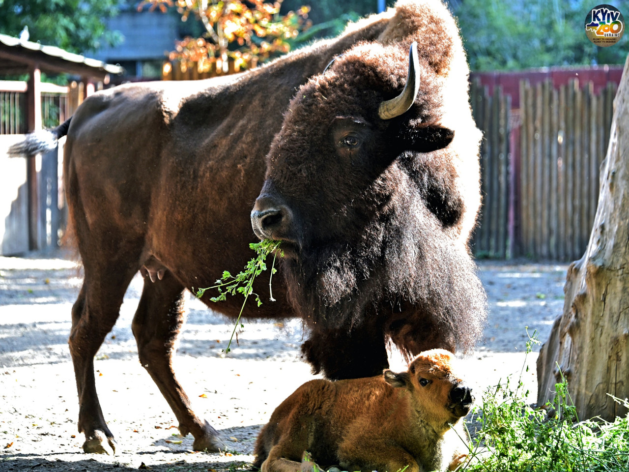 Осіннє диво: у Київському зоопарку народилися дитинчата бізона - фото 7