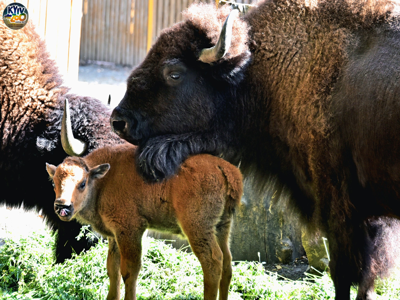 Осіннє диво: у Київському зоопарку народилися дитинчата бізона - фото 5