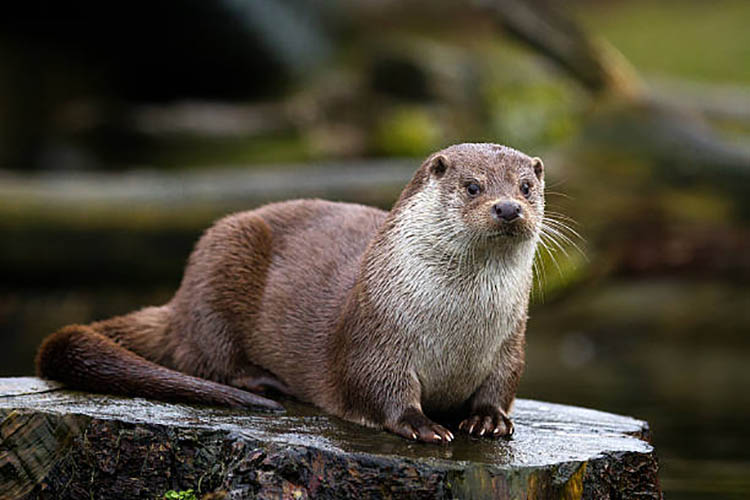 A picture from an otter.