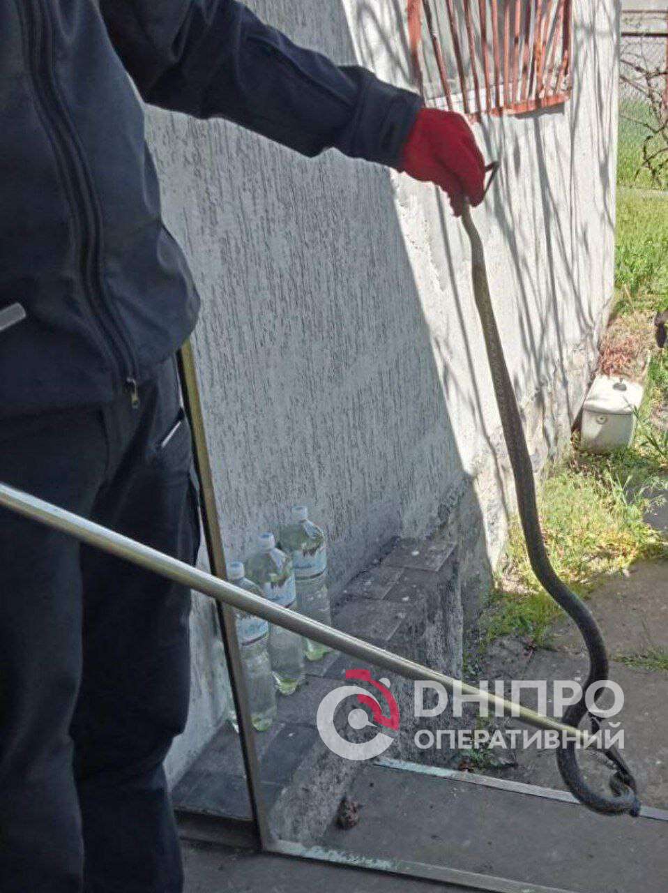 Спіймали полоза