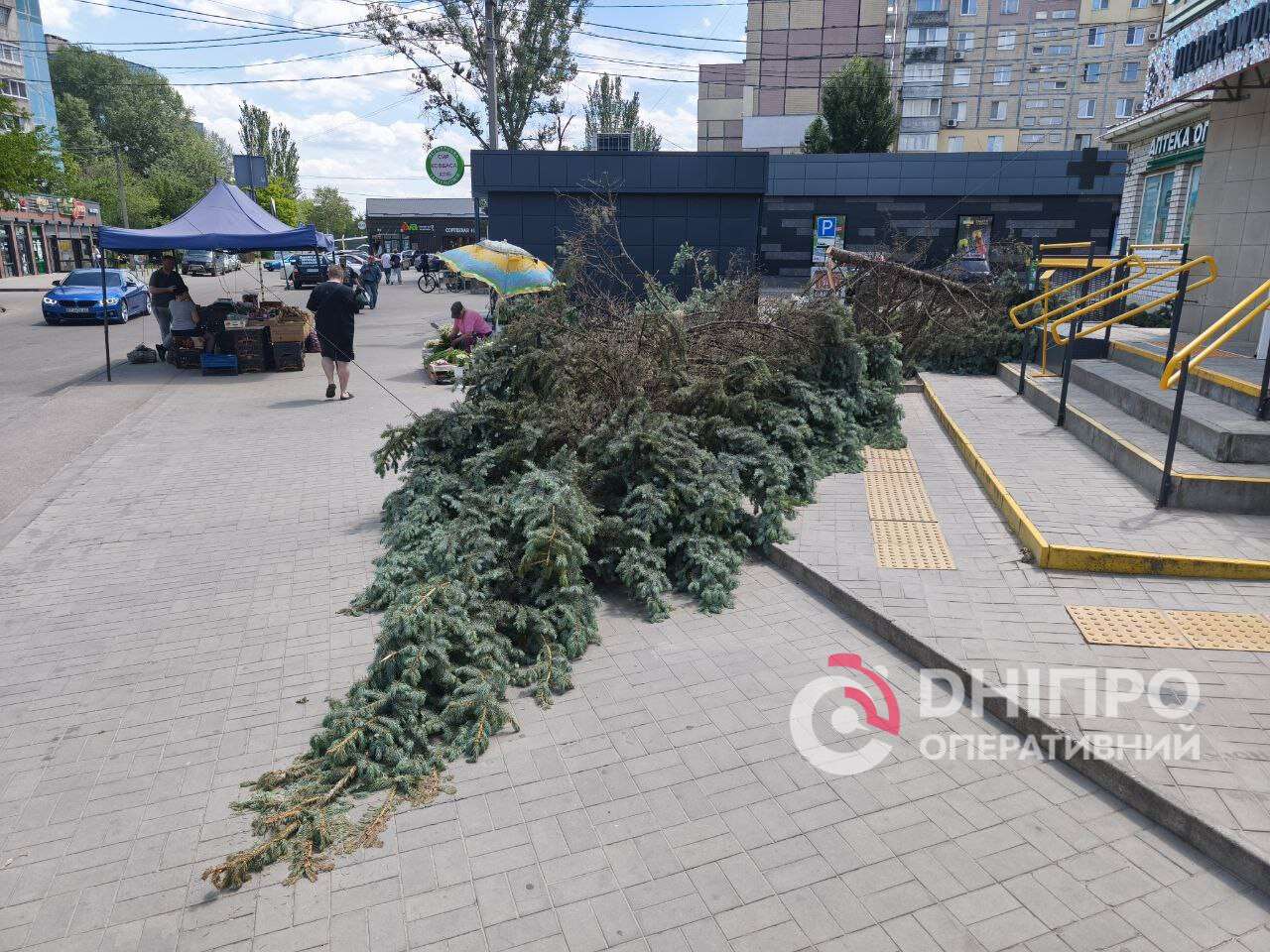 Вандали спиляли ялини в АНД районі