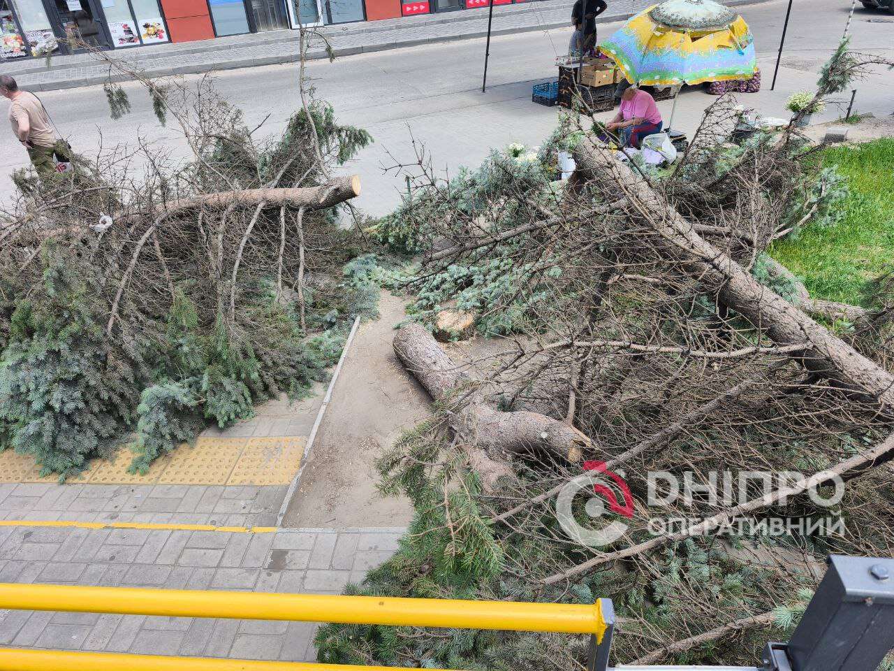 Вандали спиляли ялини в АНД районі