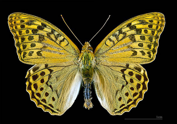 Argynnis pandora MHNT CUT 2013 3 23 Teruel Male Dorsal