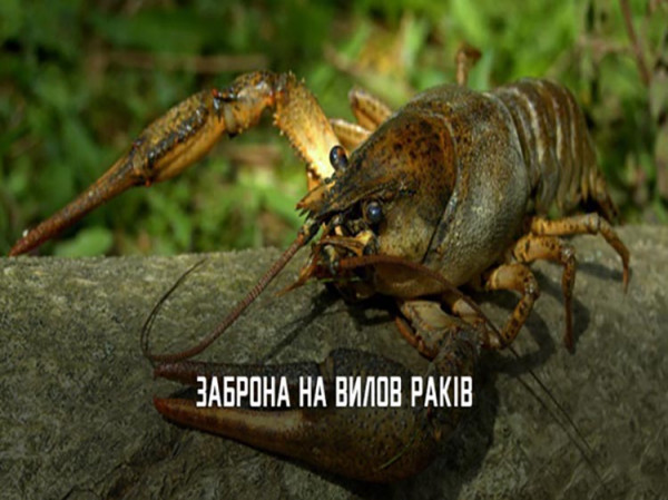 рак заборона