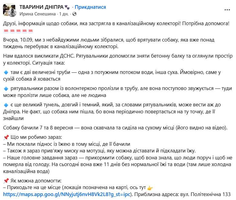 З каналізаційного колектору майже два тижні рятують собаку - що відомо