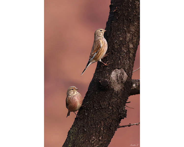 594313940_3757658557871618_7796970826154291576_n