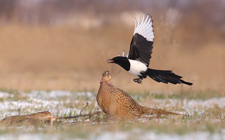 615935011_3796827503954723_729194274830933238_n