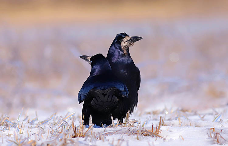 646378642_3838989439738529_9132569611969785400_n