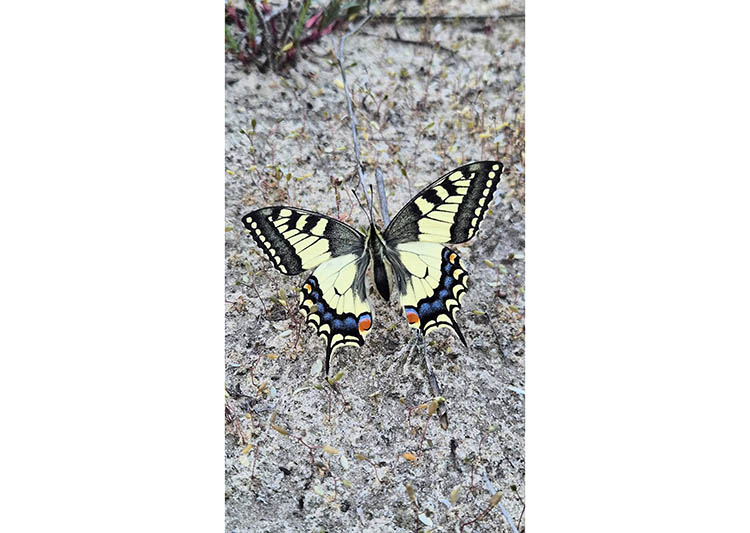 671994462_35138944439053871_3387475768725429171_n