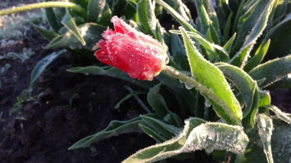 Погода у Дніпрі 7-12 квітня: очікуються заморозки