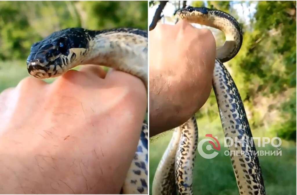 Сарматський полоз на Дніпропетровщині