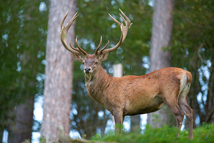 Cervus_elaphus_Luc_Viatour_6