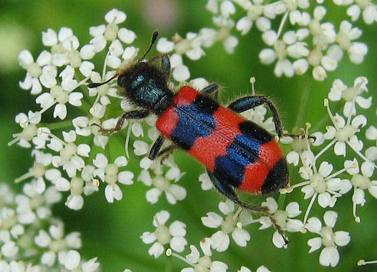 Trichodes_apiarius04