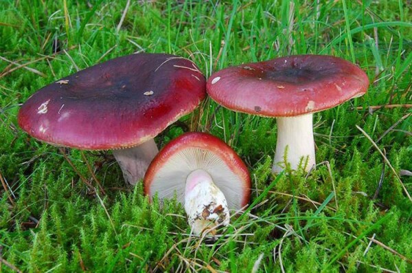 syroyizhka-buriyucha-russula-xerampelina-3