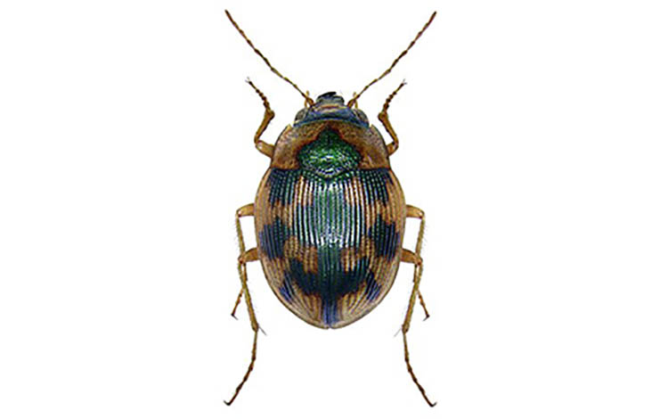 Omophron_limbatum_photo (1)
